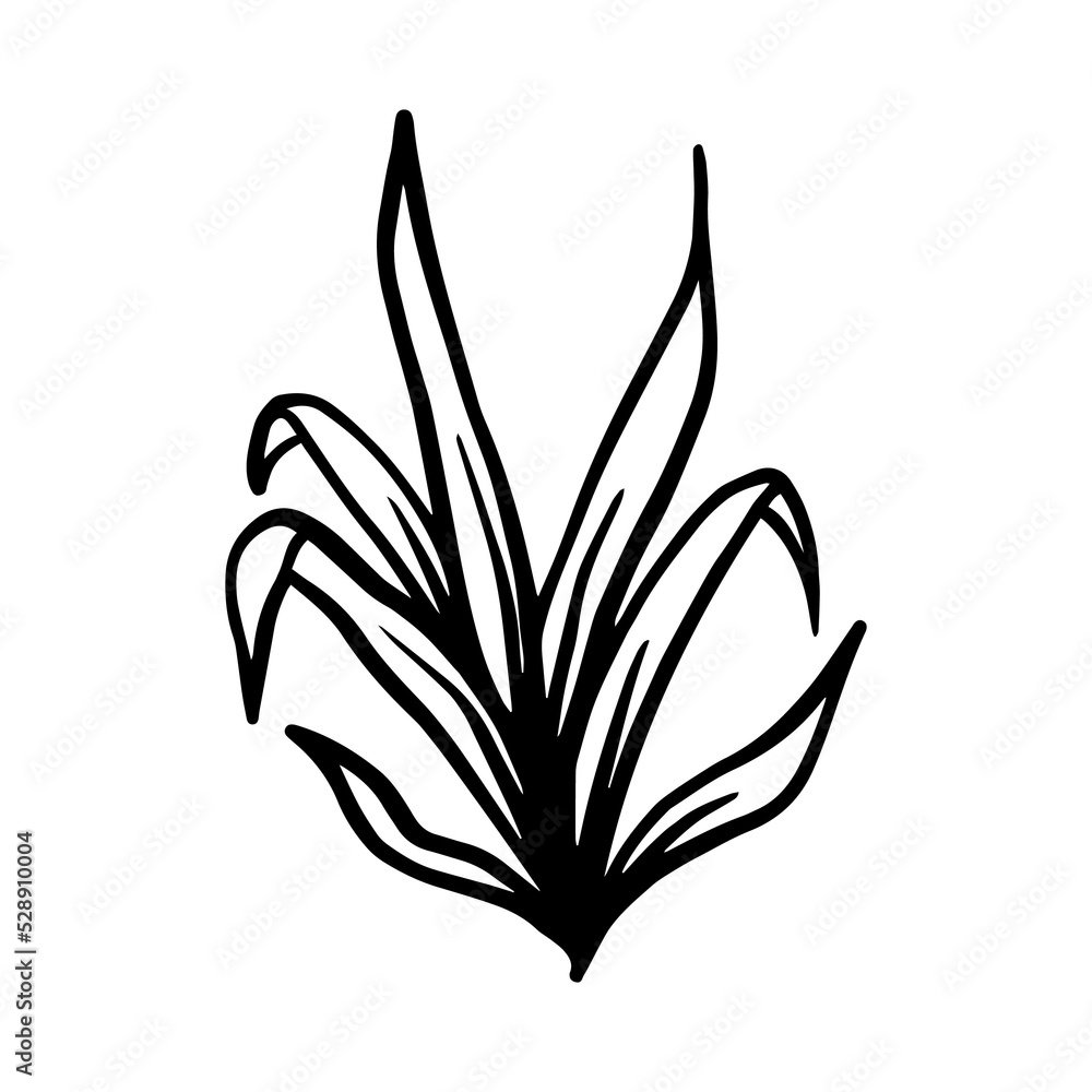 Wall mural Lemon Lime Dracaena hand drawn leaf and flower illustration, flower lineart isolated graphic elements for your design, floral line art for classic design