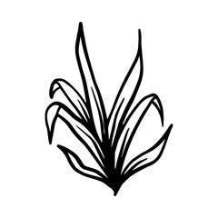 Lemon Lime Dracaena hand drawn leaf and flower illustration, flower lineart isolated graphic elements for your design, floral line art for classic design