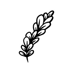 lavender hand drawn leaf and flower illustration, flower lineart isolated graphic elements for your design, floral line art for classic design