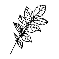 mint leaves hand drawn leaf and flower illustration, flower lineart isolated graphic elements for your design, floral line art for classic design