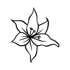 hibiscus hand drawn leaf and flower illustration, flower lineart isolated graphic elements for your design, floral line art for classic design