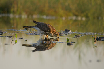 Eurasian sparrowhawk Accipiter nisus