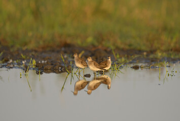 Wood sandpiper tringa glareola in the water