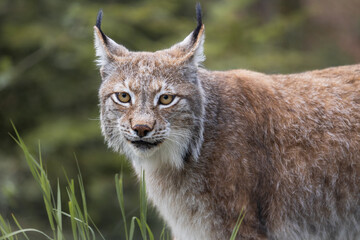 A wild lynx