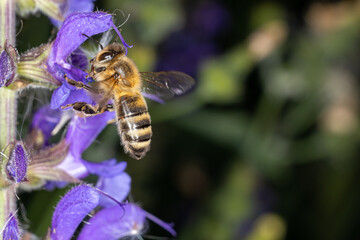 bee on a flower