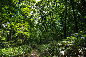 さわやかな夏の高原で、空気感を味わいながら森林浴を楽しむ旅は、本当に気分爽快です！