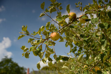 view of a french orchard