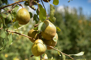 view of a french orchard