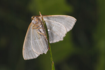 moth on a leaf