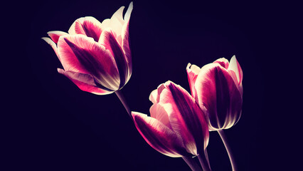 Styled pink tulip flowers on dark background. Print, wallpaper, modern textile design, wrapping paper. 
