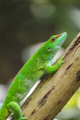 green lizard on a branch