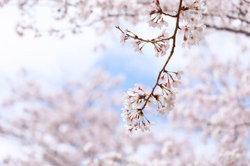 桜の花
