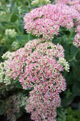 Succulent with thick fleshy stems, leaves and big pink inflorescences. sedum spectabile. Autumn blooming flowers.Garden decorations. Landscape design. Nature wallpaper.