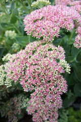 Succulent with thick fleshy stems, leaves and big pink inflorescences. sedum spectabile. Autumn blooming flowers.Garden decorations. Landscape design. Nature wallpaper.