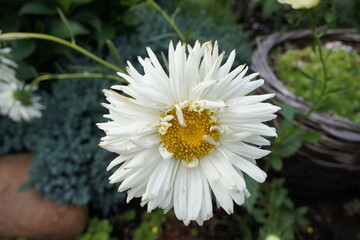 cute beautiful daisies with long fluffy petals. white blooming Leucanthemum with yellow stamens on blurry flower background.
Floral wallpaper