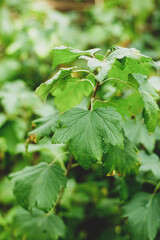 leaves of a plant