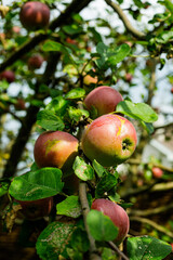 apple on tree