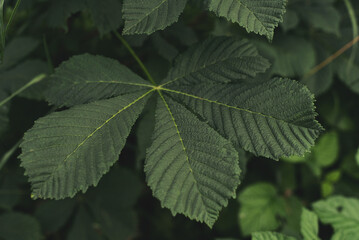 Green leaves of a horse chestnut tree (aesculus hippocastanum, conker tree). 