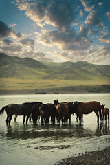 Fototapeta na wymiar A small herd of horses at an evening watering hole in the Ili River. Copy space, vertical.