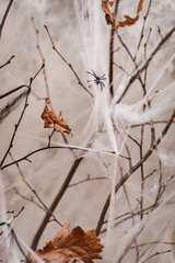 Halloween decorations white spider web on the background of burning candles in a dark room in the evening. vertically. horror