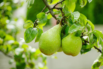 pear on tree