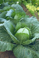 Young cabbage grows on the garden bed. Green ground-cabbage head close up. Organic vegetables from farm.  