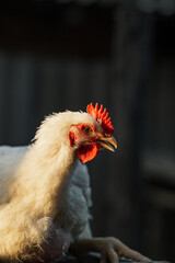 The head of a white rooster broiler. Red comb. Agriculture, animal husbandry