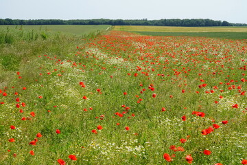 Felder mit roten Mohnblumen, zum Teil auch Kornblumen, in der Woiwodschaft Westpommern in Polen