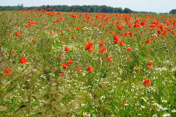 Felder mit roten Mohnblumen, zum Teil auch Kornblumen, in der Woiwodschaft Westpommern in Polen