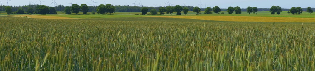 Weizenfeld in der Woiwodschaft Westpommern in Polen vor der Ernte