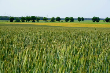 Weizenfeld in der Woiwodschaft Westpommern in Polen vor der Ernte
