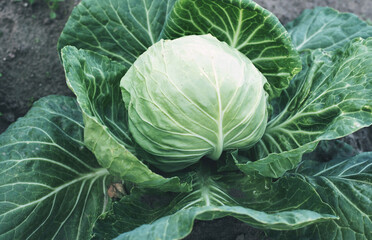 Young cabbage grows on the garden bed. Green ground-cabbage head close up. Organic vegetables from farm.  