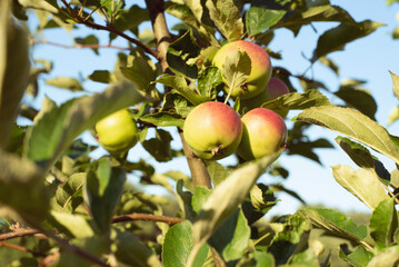 Red and green apples on apple tree. An apple tree branch in the garden on a summer day. 