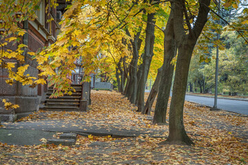 Yellow leaves on the asphalt near the facade of the house.