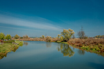 Bank of the river with a tree on the background of the forest