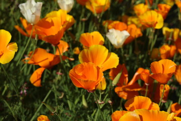 Obraz na płótnie Canvas Tangerine poppy - Close up of Eschscholzia californica 'Orange King' flowers in bloom