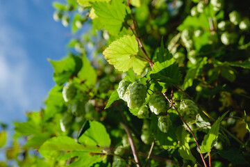 Ripe flowers of hop plant on branches