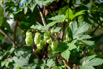 Ripe flowers of hop plant on branches