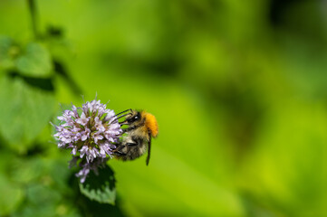 Hummel auf Minzblüte