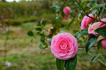 椿の花　日本の藪椿