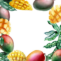 Botanical watercolor illustration of mango fruit