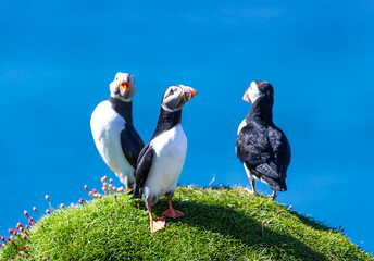 Puffin trio