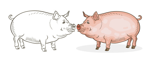 A pet, a pig. Black and white and color image. Coloring book for children. Vector drawing.