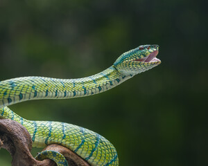 green snake on a tree