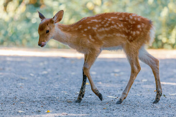 Naklejka na ściany i meble Fawn hd picture - A baby deer - WBL - Wild Park Rheingönheim, Germany