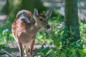 Fawn hd picture - A baby deer - WBL - Wild Park Rheingönheim, Germany