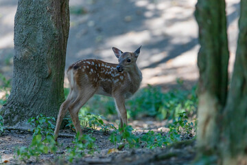 Naklejka na ściany i meble Fawn hd picture - A baby deer - WBL - Wild Park Rheingönheim, Germany