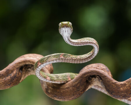 snake on the tree