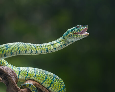 green snake on a tree