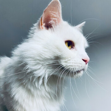 Portrait of a white cat